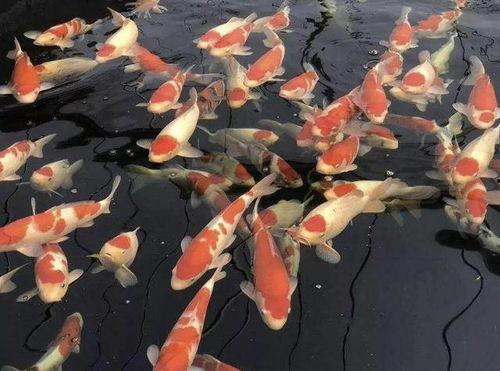 锦鲤变成人的视频播放,一段奇幻的变身之旅