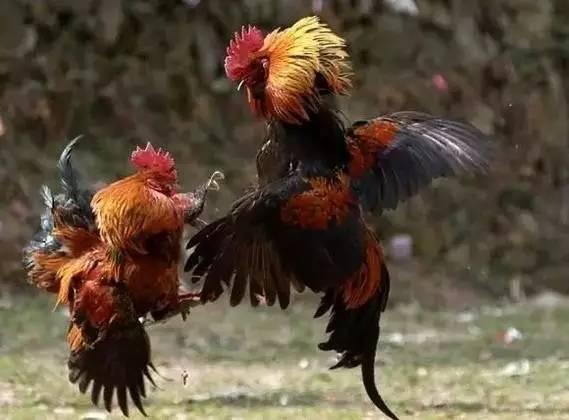 成人斗鸡游戏比赛视频播放,成人斗鸡游戏精彩瞬间回顾